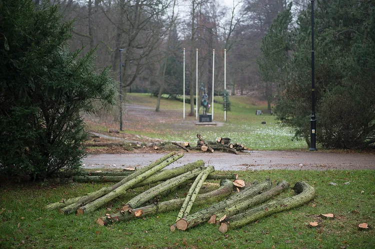 Wycinka drzew i krzewów w Parku Oruńskim potrwa do końca listopada.