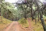 Wędrówka pieszym szlakiem Wyspy Sobieszewskiej