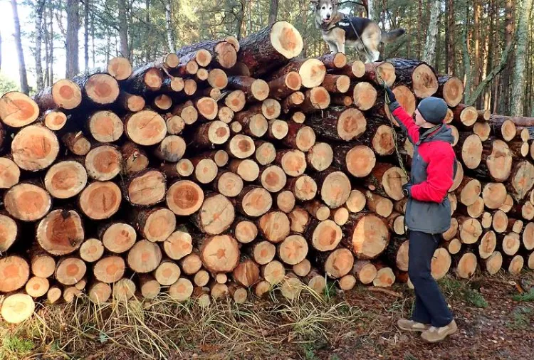 Wędrówka pieszym szlakiem Wyspy Sobieszewskiej