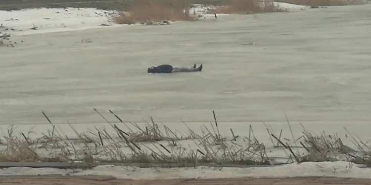 Zdesperowany mężczyzna leży na tafli lodu pokrywającej Opływ Motławy.