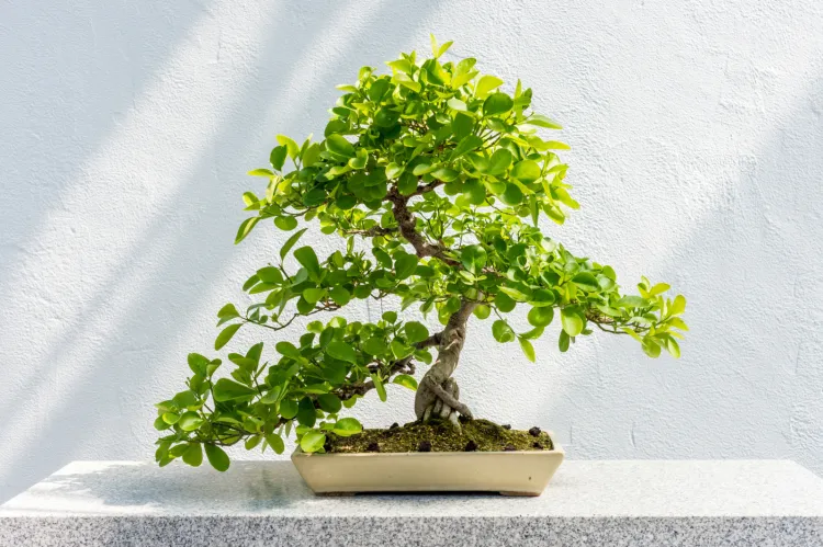 Bonsai, czyli wywodząca się z Chin sztuka formowania miniaturowych drzewek