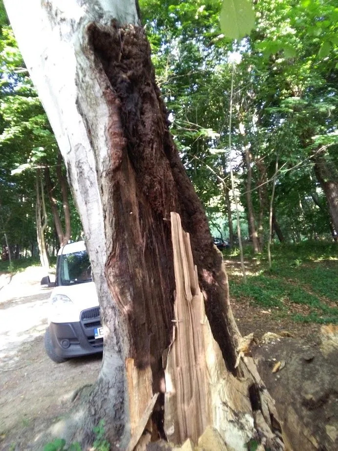 Drzewo zostało poważnie uszkodzone przez wichurę latem 2016 roku (zdjęcie wykonane tuż po wichurze).