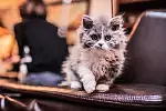 Mały kot rzadkiej w Polsce rasy Selkirk Rex. "Moje koty charakteryzuje skręcony włos, ludzie często pytają mnie jakim zabiegiem uzyskuję ten efekt czy przypadkiem nie jest to trwała ondulacja" - mówi jego właścicielka, pani Monika Lubańska z Gdyni. 

