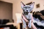 Kot rasy Devon Rex, właściciel - p. Izabela Duda z okolic Gdyni 