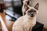 Kot rasy Devon Rex, właściciel - p. Izabela Duda z okolic Gdyni