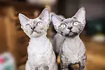 Kot rasy Devon Rex, właściciel - p. Izabela Duda z okolic Gdyni