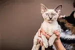 Kot rasy Devon Rex, właściciel - p. Izabela Duda z okolic Gdyni