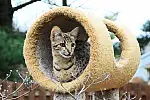 Kot rasy Savannah 
