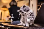 Kot rasy Selkirk Rex
