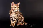 Kot bengalski 