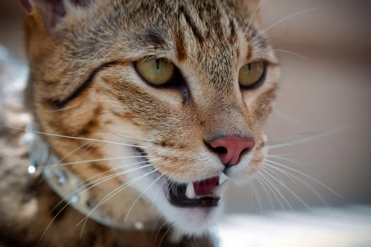 Ashera - to największy, udomowiony kot na świecie. Powstał ze skrzyżowania kota domowego z afrykańskim serwalem i azjatyckim lampartem. Jego cena waha się między 22 a 125 tys. dolarów. 


