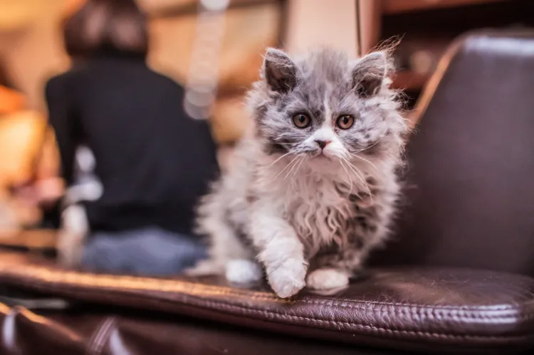 Mały kot rzadkiej w Polsce rasy Selkirk Rex. "Moje koty charakteryzuje skręcony włos, ludzie często pytają mnie jakim zabiegiem uzyskuję ten efekt czy przypadkiem nie jest to trwała ondulacja" - mówi jego właścicielka, pani Monika Lubańska z Gdyni. 

