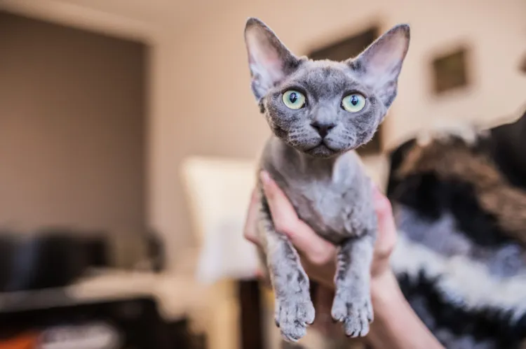Kot rasy Devon Rex, właściciel - p. Izabela Duda z okolic Gdyni 