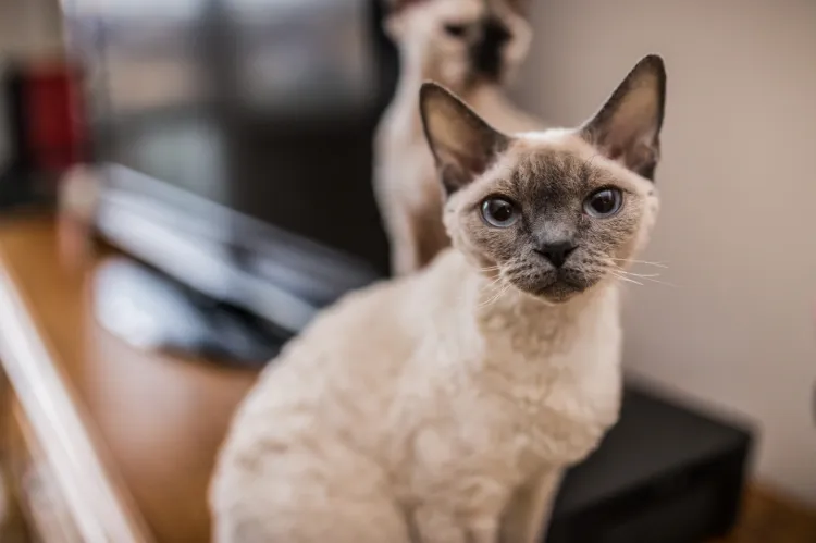 Kot rasy Devon Rex, właściciel - p. Izabela Duda z okolic Gdyni