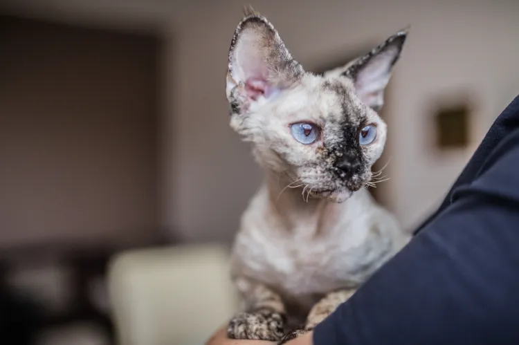 Kot rasy Devon Rex, właściciel - p. Izabela Duda z okolic Gdyni