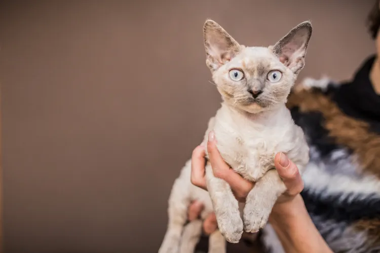 Kot rasy Devon Rex, właściciel - p. Izabela Duda z okolic Gdyni