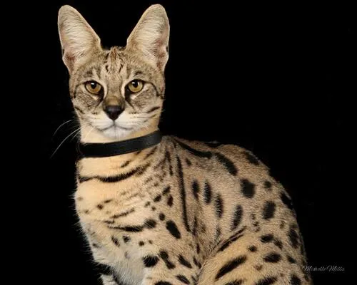 Kot rasy savannah z pierwszej generacji (F1) - z hodowli kotów Hybridsavannah 