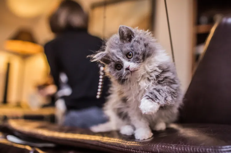 Kot rasy Selkirk Rex
