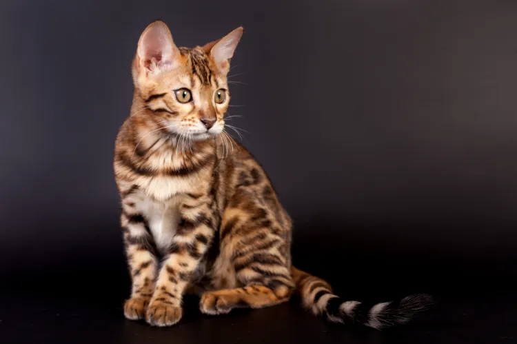 Kot bengalski 