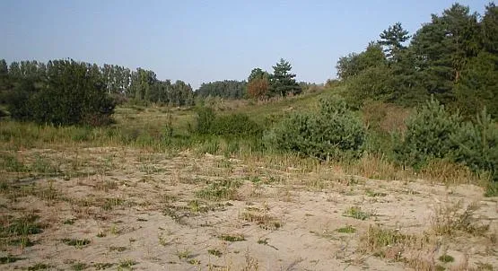Niepozorne grunty przy ul. Spokojnej w Małym Kacku są warte kilkadziesiąt mln zł. Czy na nieruchomościach uda się zarobić więcej dzieki nowemu miejskiemu portalowi?