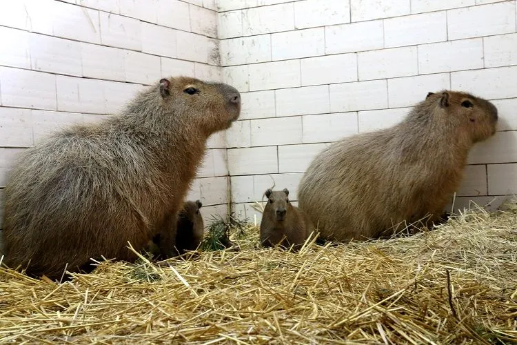 Kapibarza rodzinka w gdańskim zoo: Bajzel, Ruda i dwa bezimienne dotąd maleństwa.