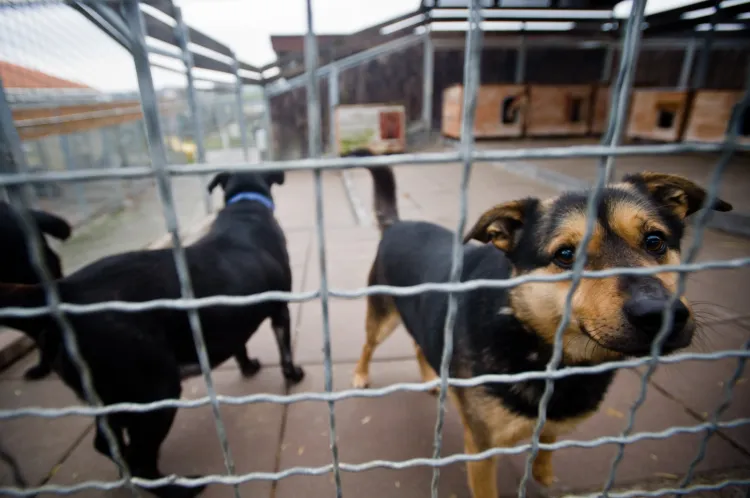 W gdańskim schronisku dla zwierząt "Promyk" przebywa obecnie ok. 150 psów i ok. 60 kotów.