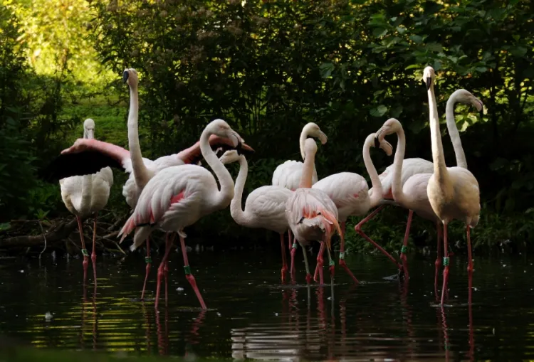 W najbliższych latach flamingi z gdańskiego ogrodu czeka przeprowadzka do nowego pawilonu. 