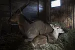 Antylopy eland. Mała samica wraz ze swoją mamą. 