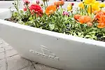  Kwiaty w Gdyni