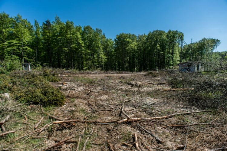 Wycinka objęła kilkaset drzew. Teren przynależy do Trójmiejskiego Parku Krajobrazowego, więc były wątpliwości, czy drwale pracowali zgodnie z prawem.