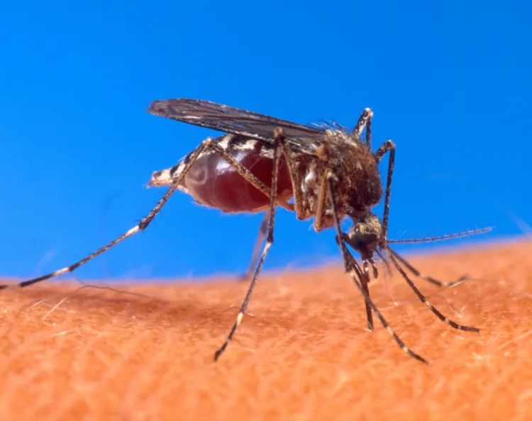 Krwią ludzi i zwierząt żywią się samice komarów. Natomiast pożywieniem samców jest nektar kwiatowy.