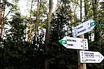 Sieć tras rowerowych czy pieszych na Wyspie Sobieszewskiej znajduje się głównie w lasach. 