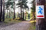 W lasach jest także atrakcyjna sieć tras nordic walking. 