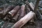 Zdaniem mieszkańców pociętym drewnem na Obłużu nikt nie chce się zająć od trzech lat.