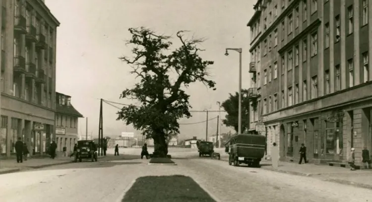 Historyczny dąb, który na ul. Portowej w Gdyni rósł na pewno do końcówki lat 30. XX wieku.