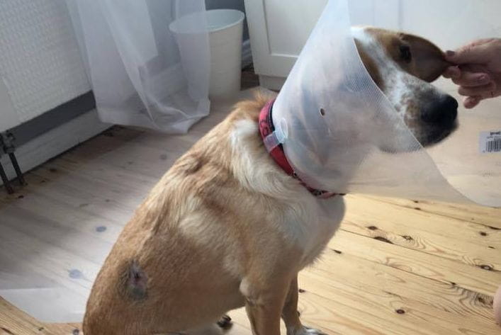 Pies, zabrany przez panią Aurelię rok temu z Ciapkowa, wrócił po opatrzeniu przez weterynarza do domu. 