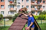 Wybieg dla psów - Gdynia 
