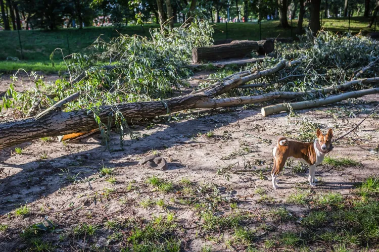 Wybieg dla psów - Gdańsk 