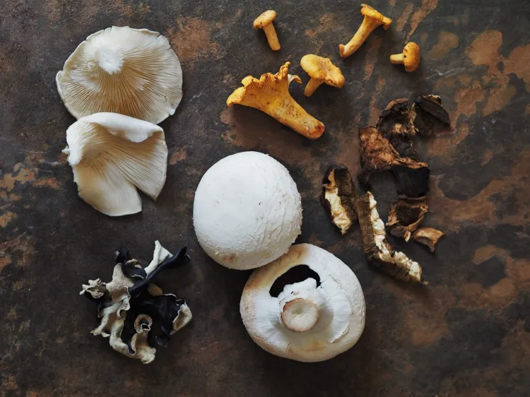 Większość znanych nam grzybów pochodzi z Azji oraz naszych rodzimych lasów.