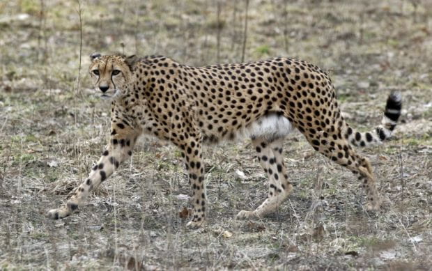 Gepardy to najszybsze zwierzęta na lądzie. Mogą biec z prędkością 100 km/godz., a nawet szybciej. 