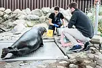 Lekarze weterynarii badali w weekend foki ze stacji morskiej w Helu ultrasonografem.