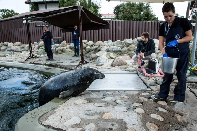 Lekarze weterynarii badali w weekend foki ze stacji morskiej w Helu ultrasonografem.