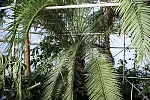Wiekowy daktylowiec i pozostałe rośliny mimo ochrony z folii mają w środku odpowiednią ilość światła, ale także odpowiednią temperaturę. 