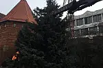 W sobotę na Targu Węglowym stanęło pierwsze świąteczne drzewko.