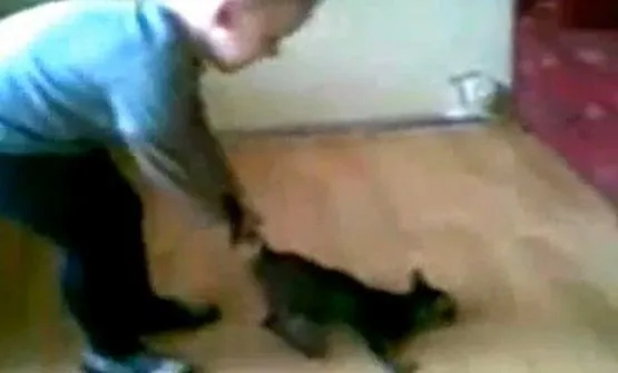 Na drastycznym filmie 3-latek m.in uderzał kotem o ścianę.