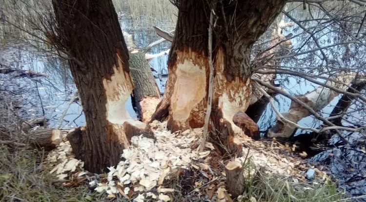 Młode bobry w Sobieszewie nadgryzły drzewa, które trzeba było wyciąć. 