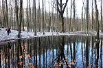 Piękny pomnik przyrody nad rozlewiskiem