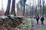 Drogę leśna porastają przepiękne daglezje