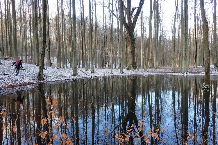Piękny pomnik przyrody nad rozlewiskiem