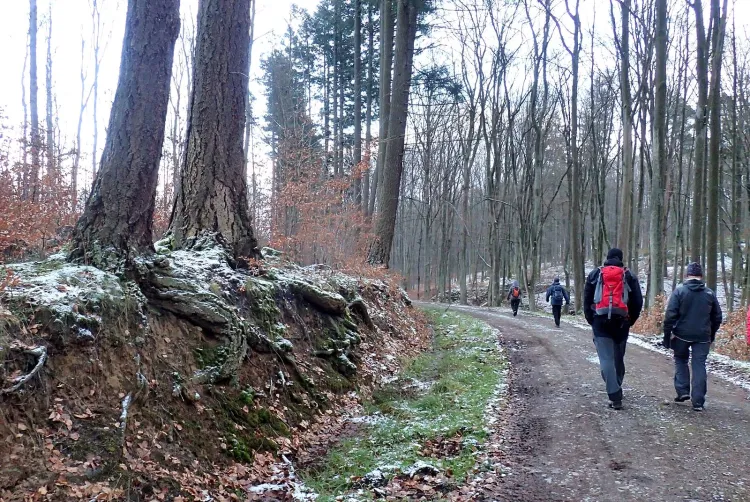 Drogę leśna porastają przepiękne daglezje